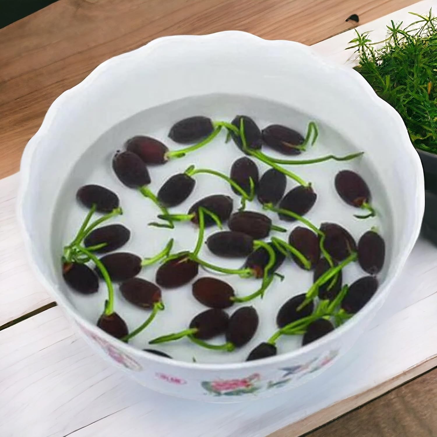 15pcs Exotic Lotus Seeds – Colorful Gardening Bliss for Home & Pond Environments