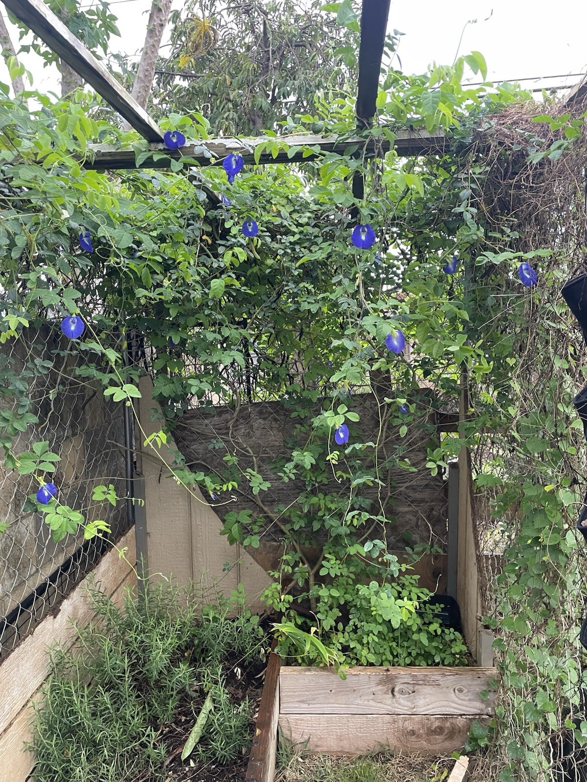 Butterfly Pea blossom Flowering Edible Blue Climbing Perennial Flower Seeds