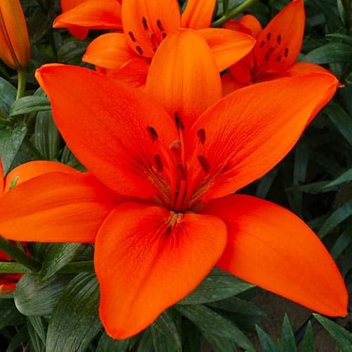 Lily (Lilium) Orange Summer Bulbs ( 1 )