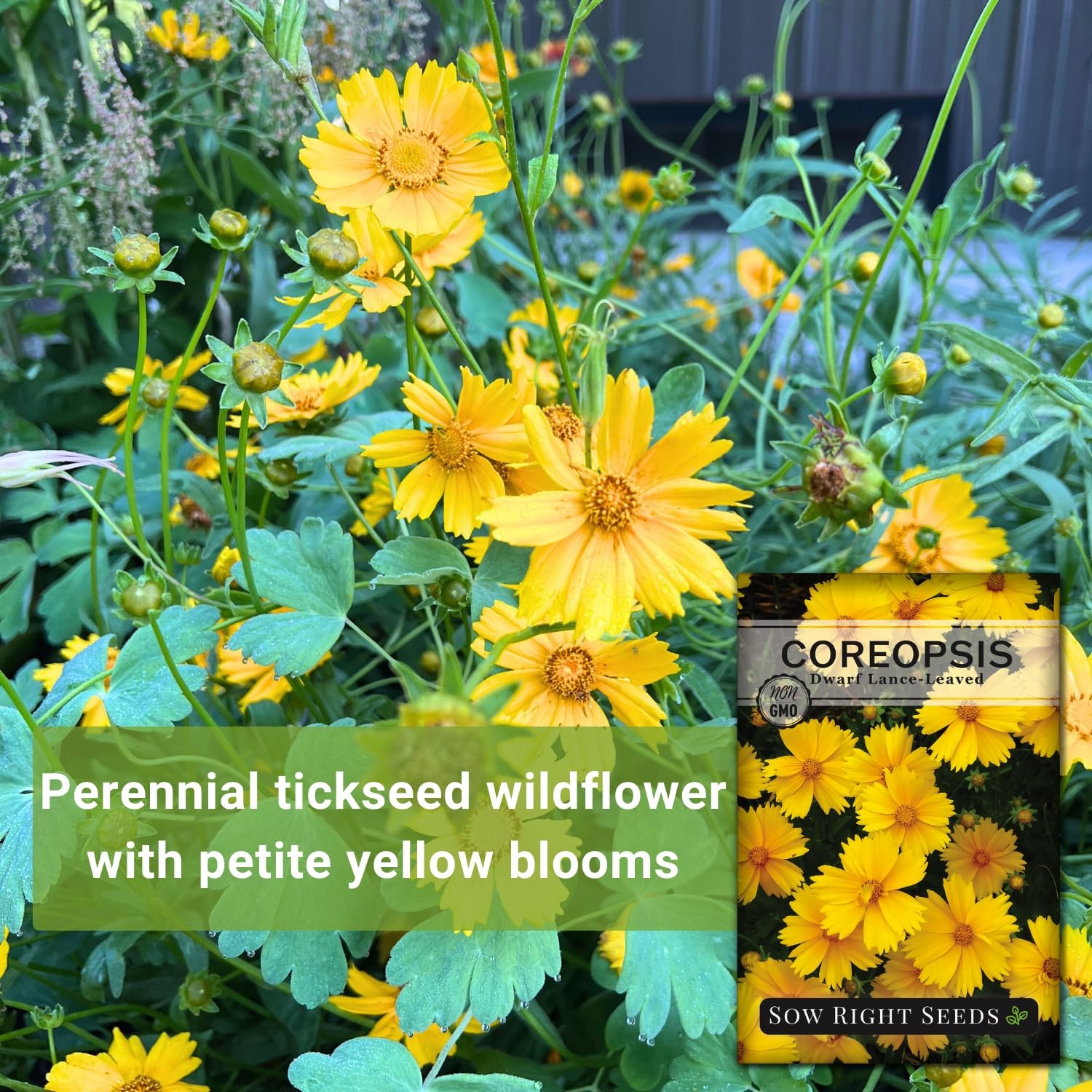 Dwarf Lance-Leaved Coreopsis Seeds – Non-GMO Easy-to-Grow Flower for Gardens
