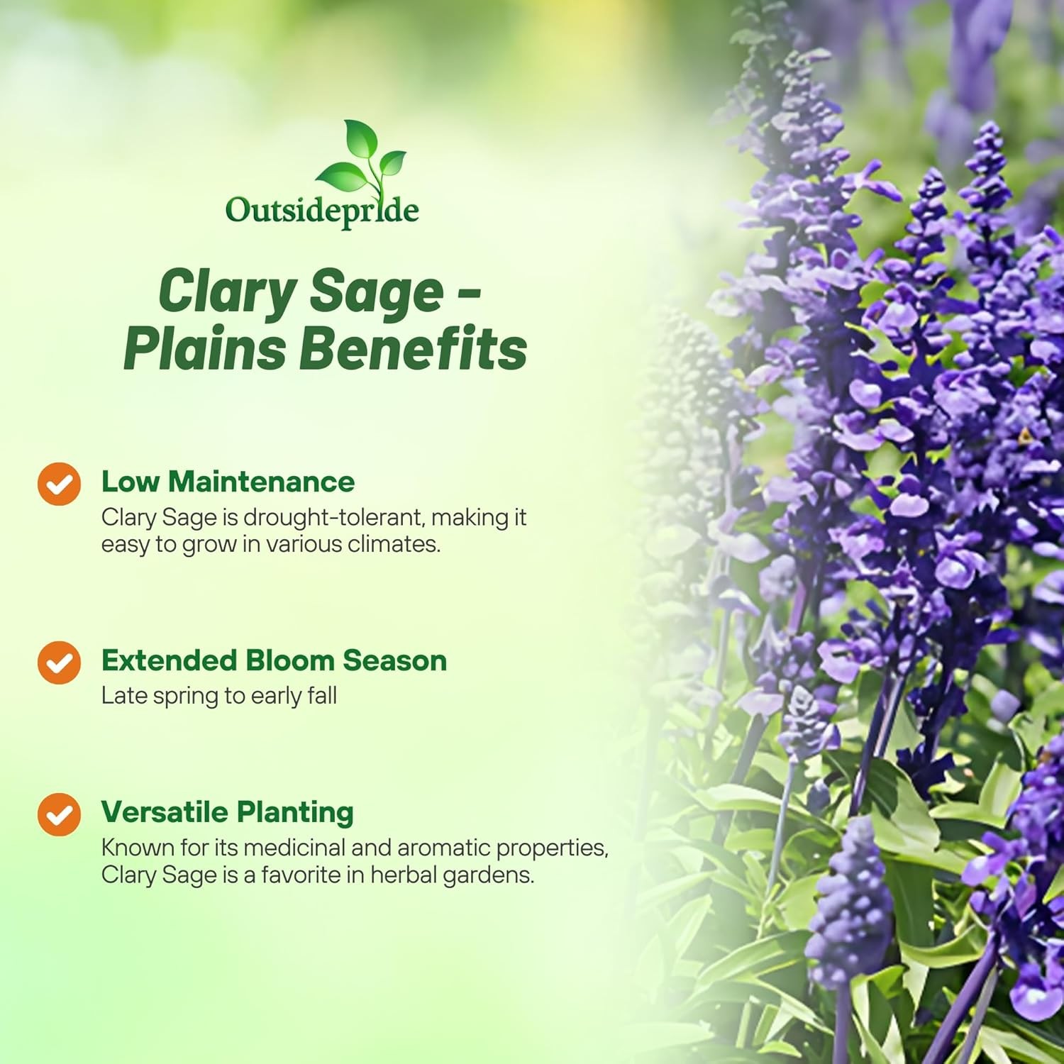 1000 Seeds Clary Seeds – Clary Sage Herb Seed