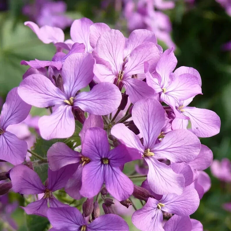 50+ Money Plant Seeds, Lunaria annua, Fresh, Ready – Planting, Free Shipping USA