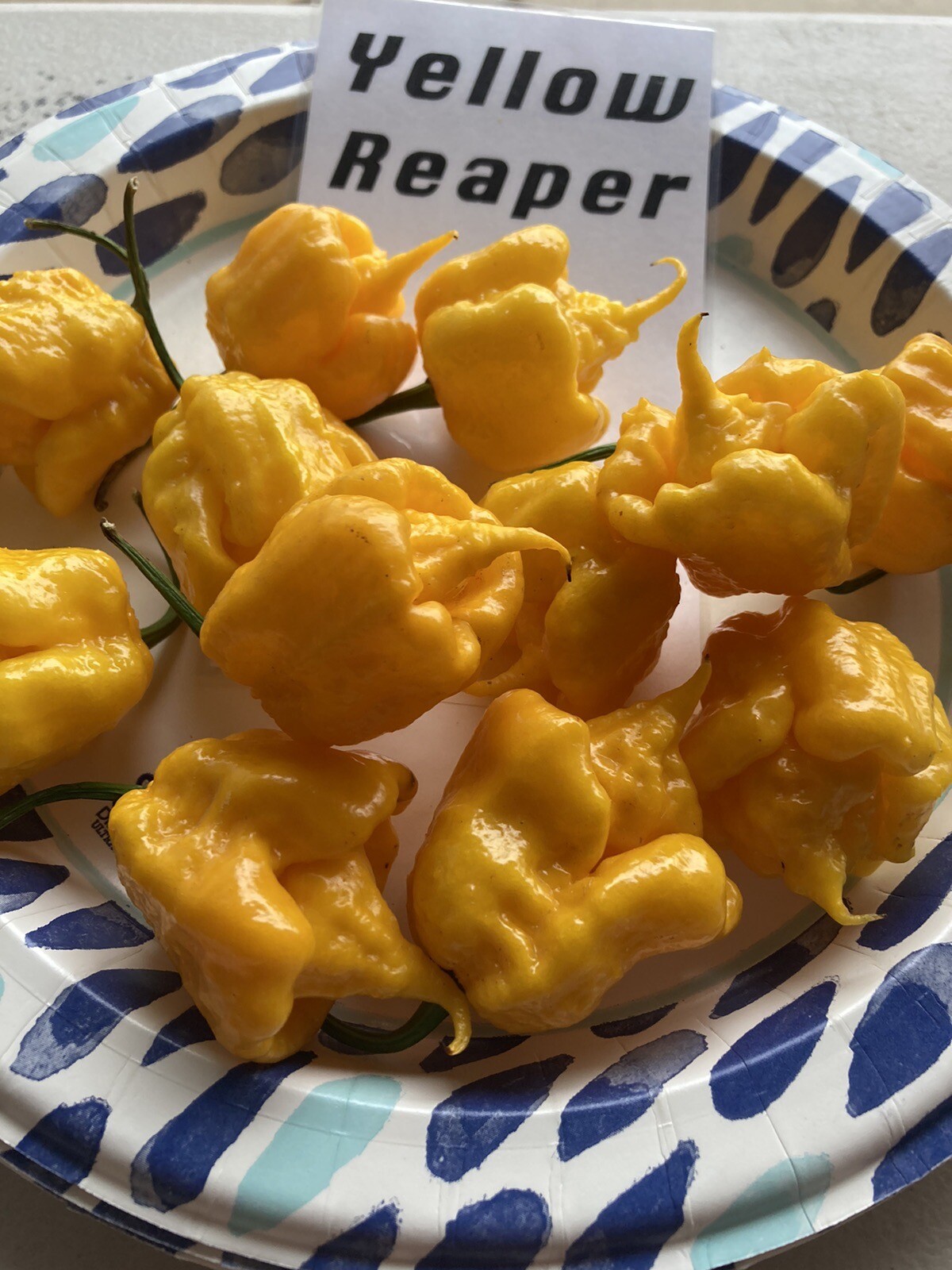 Yellow Reaper Hot Pepper Seeds 15+ Per Pack