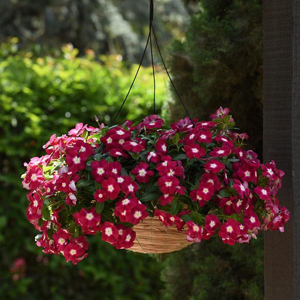 Vinca Seeds 50 Seeds Mediterranean XP Burgundy Halo NEW