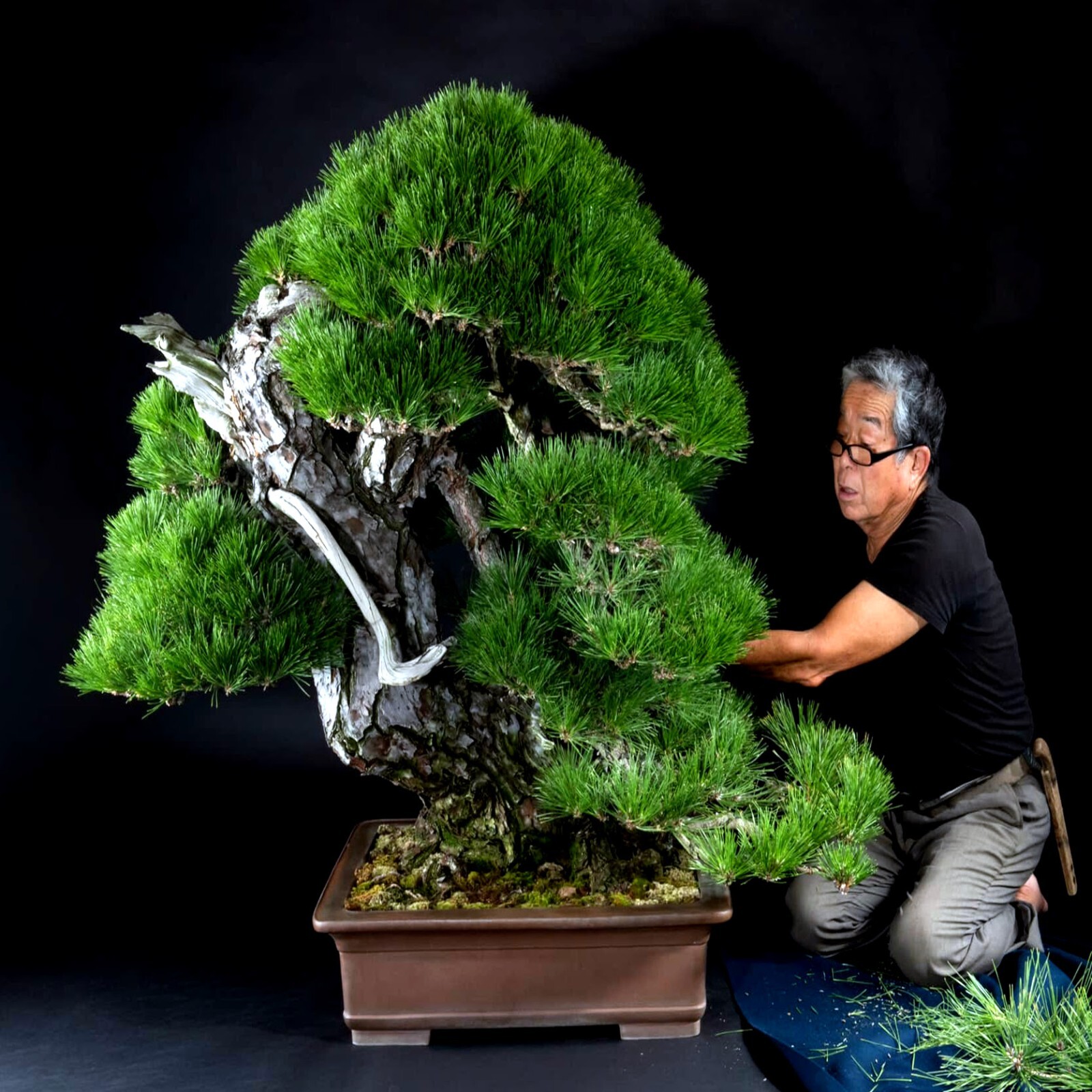 20 JAPANESE BLACK PINE TREE SEEDS (Pinus thunbergii) “Easy & Famous for Bonsai”