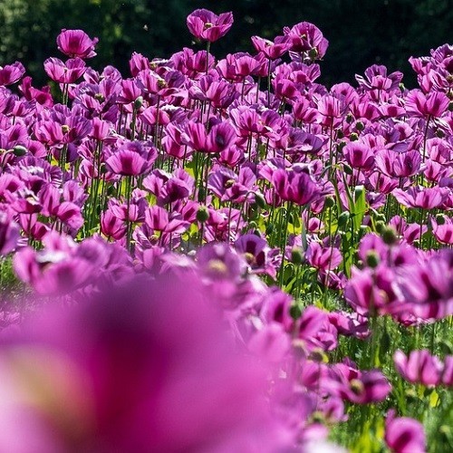 Imported Hungarian Poppy Garden Pack Over 10,000 Seeds 80+ Square Feet Coverage