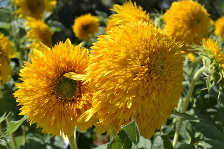 Sunflower Seed: Teddy Bear Sunflower Seeds Fresh Seed FREE Shipping