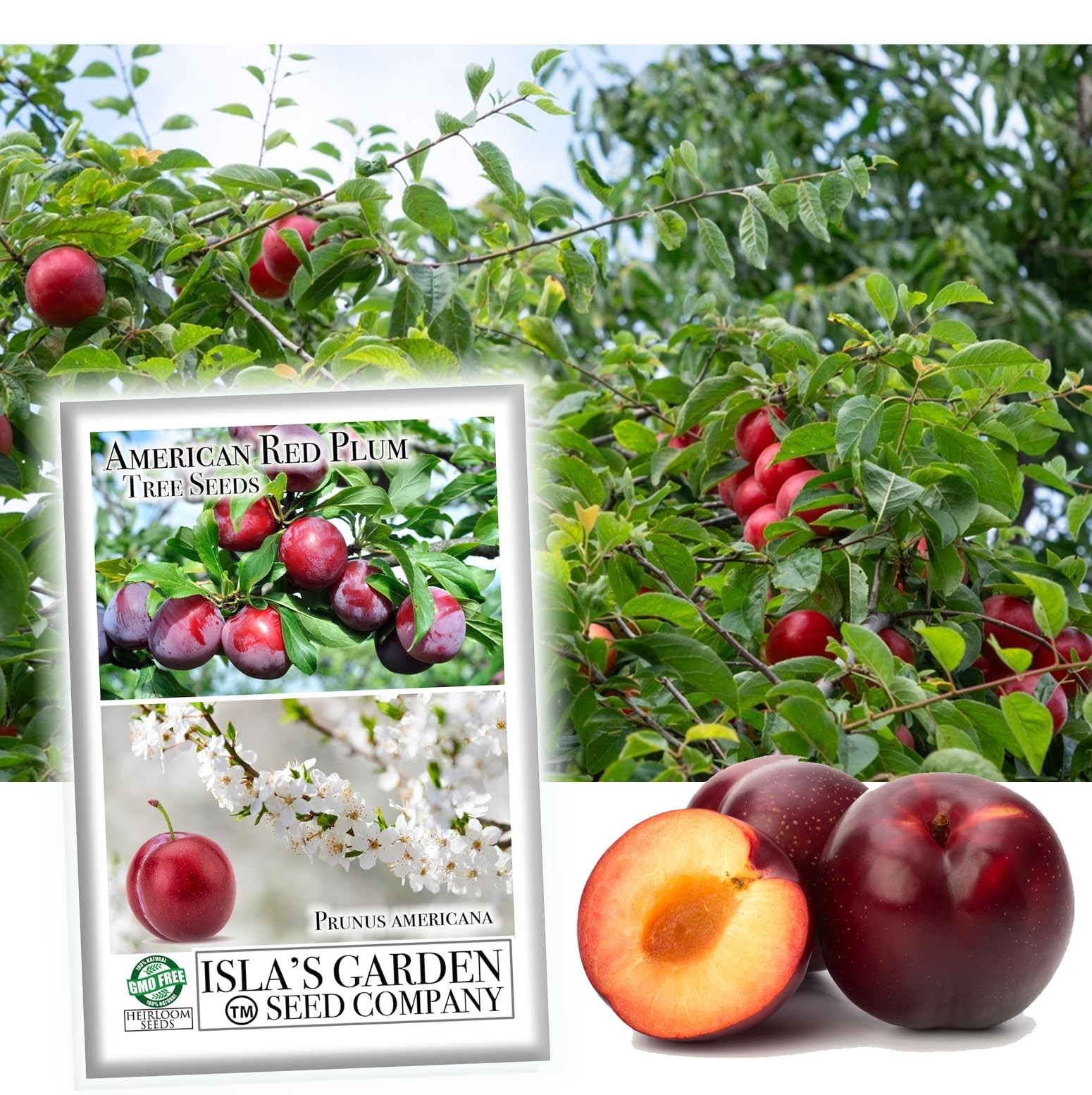 American Red Plum Tree Seeds for Planting, 5 Fruit Seeds Per Packet, (Isla’s Gar
