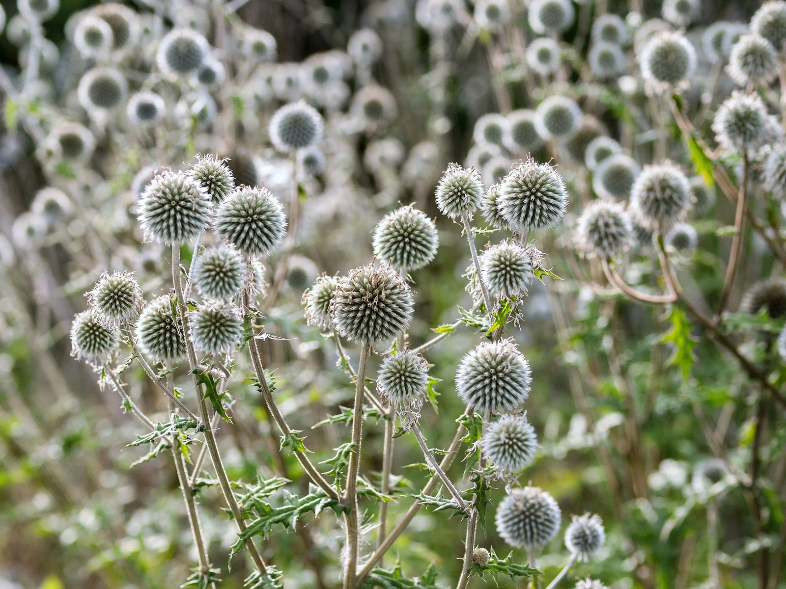 20 Silver GIANT GLOBE THISTLE Echinops Sphaerocephalus Silver White Flower Seeds