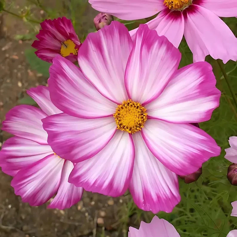Candy Stripe Cosmos Seeds, Cosmos Bippinatus