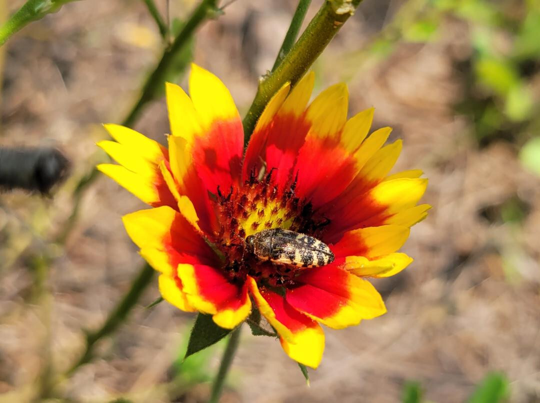 Indian Blanket | 25 Seeds | Gaillardia Pulchella | Firewheel | Blanket Flower