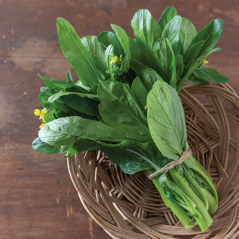 500 Heat-tolerant Asian Yu Choy Seeds, Choi Sum, Chinese Flowering Cabbage