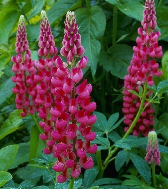 Lupine Russell Seeds 50 Seeds The Pages Seeds Lupine Seeds