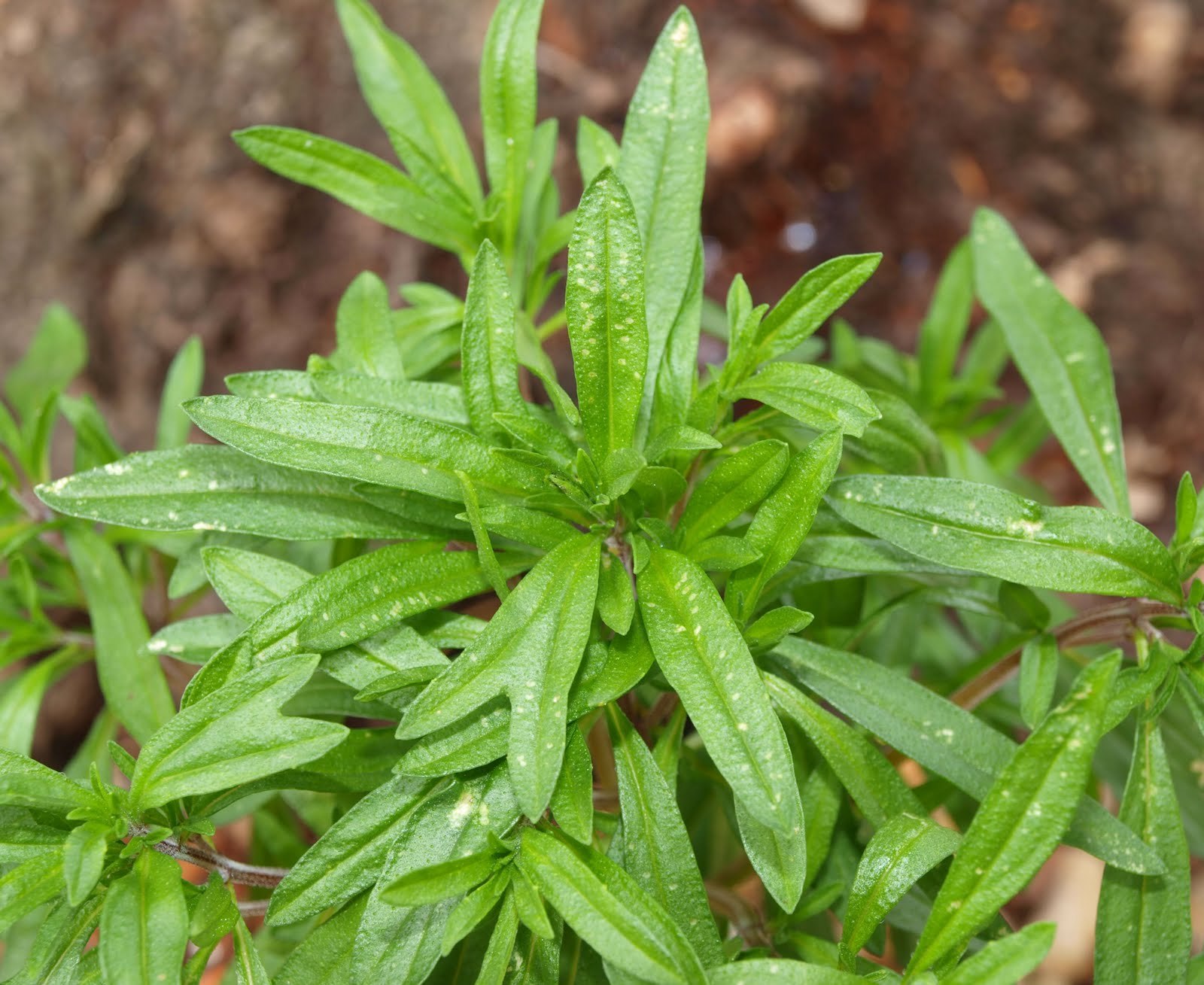 Herb Seed: Summer Savory Herb 500+ Seeds Fresh Seed