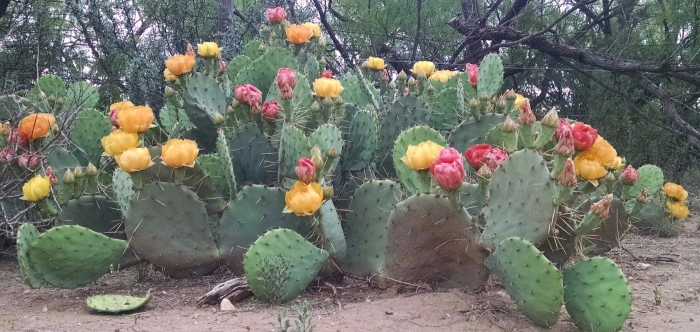 25 WEST TEXAS PRICKLY PEAR CACTUS SEEDS – OPUNTIA LINDHEIMERI – COLD HARDY NOPAL