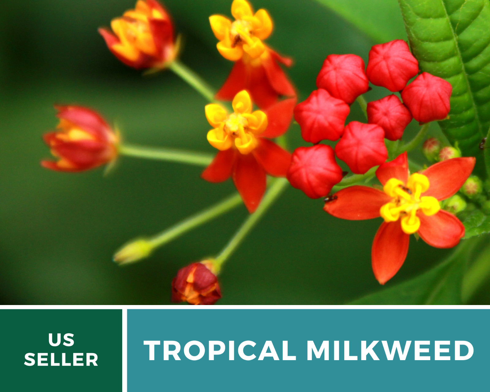 Milkweed, Tropical – Blood Flower – 50 Seeds – Monarch Butterfly Friendly