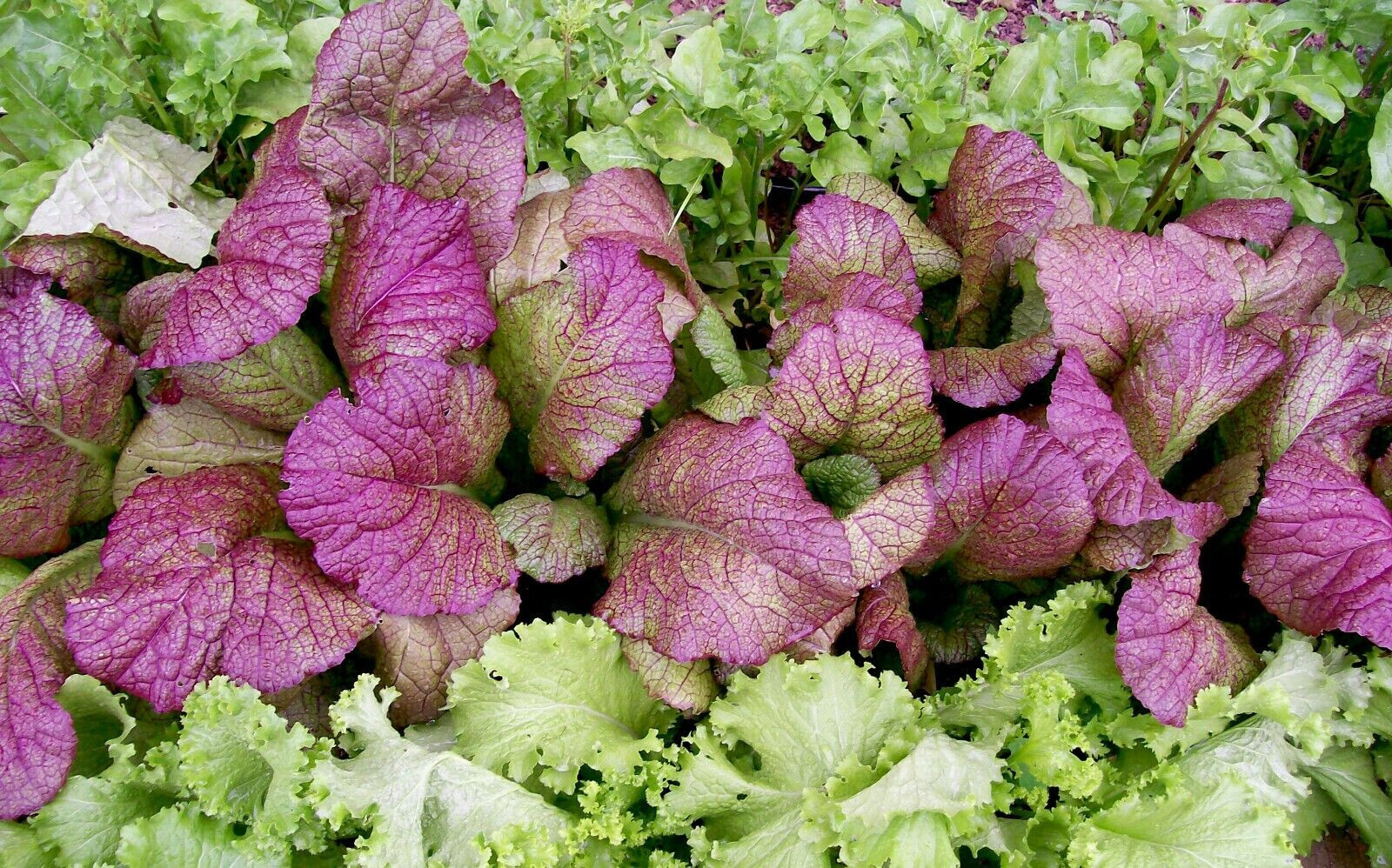 GIANT RED MUSTARD 1000 SEEDS NON-GMO FRESH FOR 2024 GARDENS