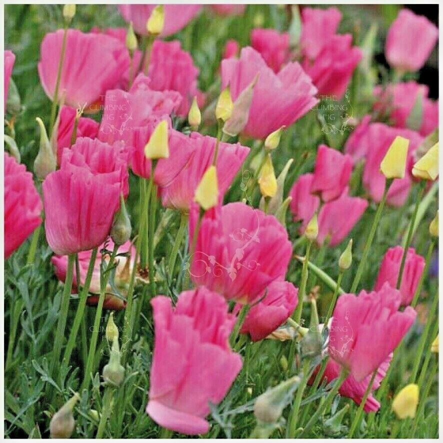 501+Purple Gleam CALIFORNIA POPPY Flower Seeds Native Wildflower Garden Easy