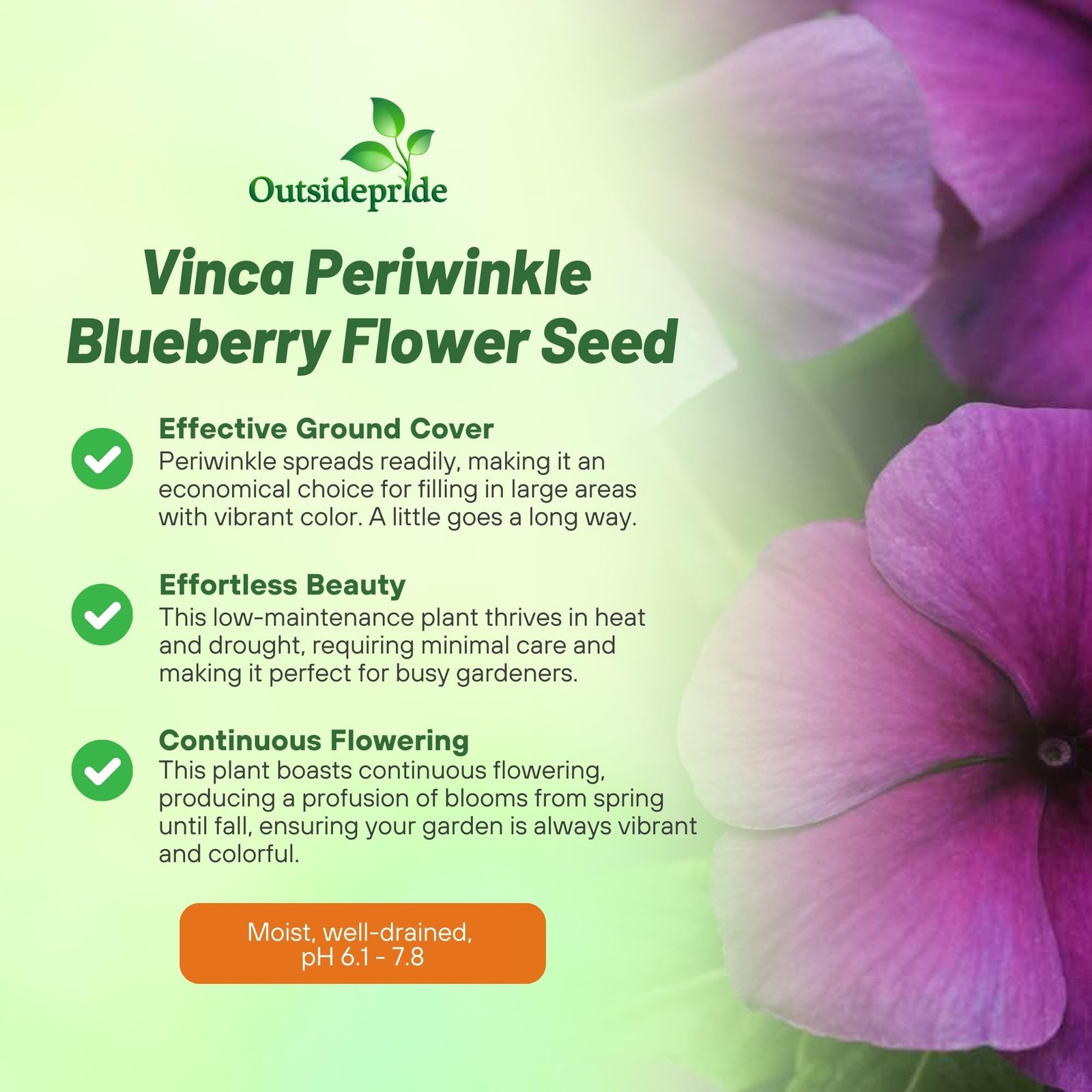 Blueberry Periwinkle Seeds – 50 Fast-Blooming, Drought-Tolerant Vinca Flowers