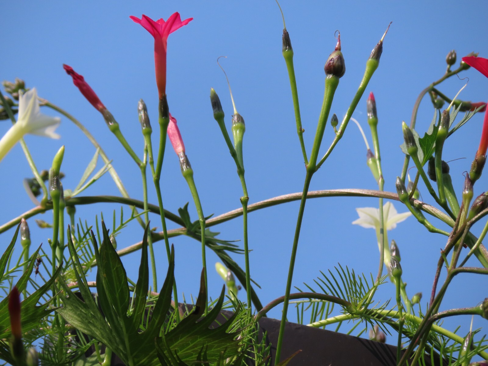CYPRESS VINE MIX OF RED, PINK & WHITE FLOWERS – LOVED BY HUMMINGBIRDS SEEDS(15)