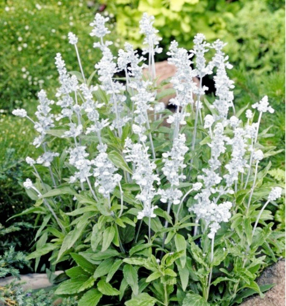 350 Salvia Farinacea Seeds Mealycup Sage Fragrant Flower Heirloom Variety White