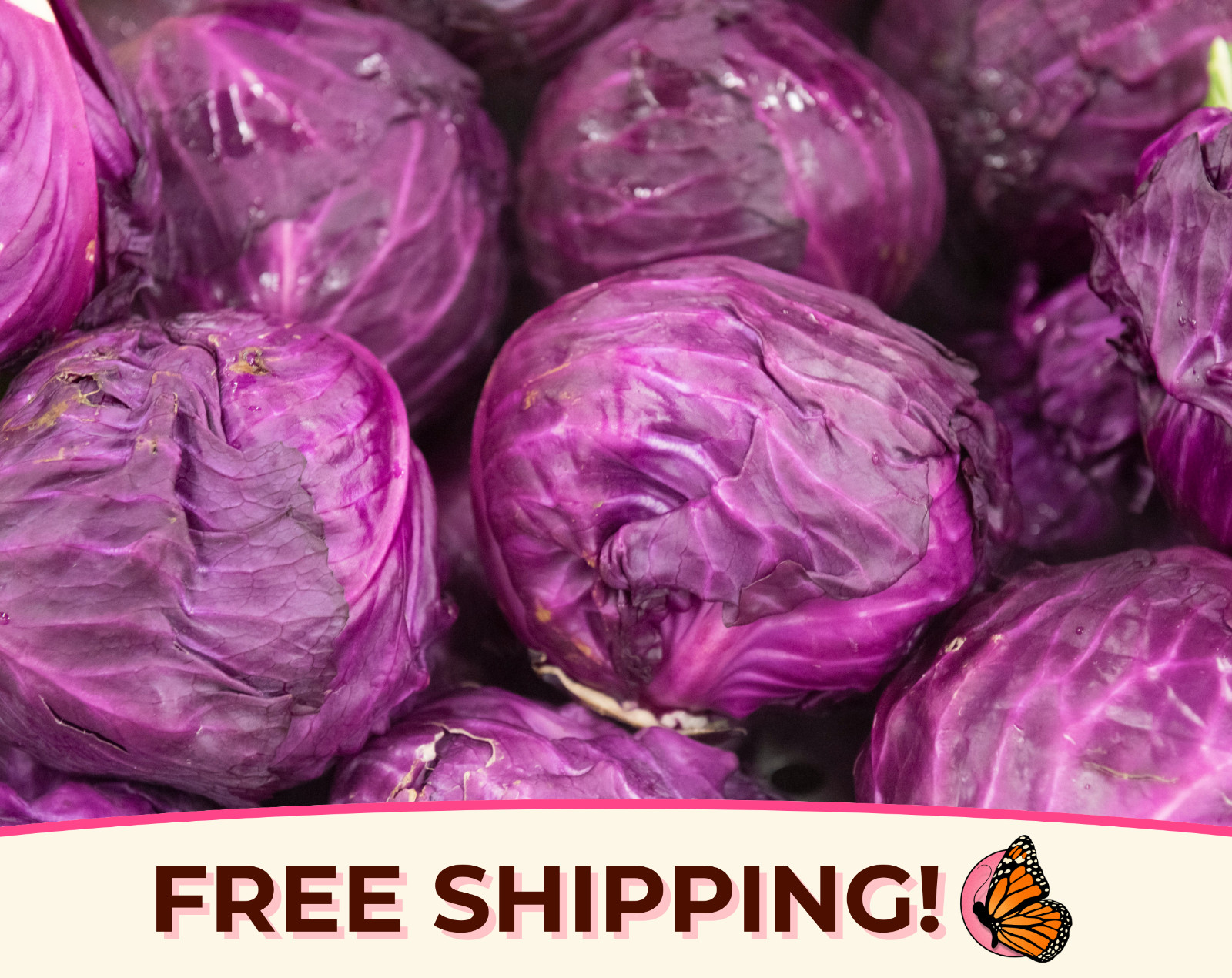 2200+ Cabbage Seeds ‘Red Acre’ | Heirloom, Non-GMO, Vegetable Gardening Seed