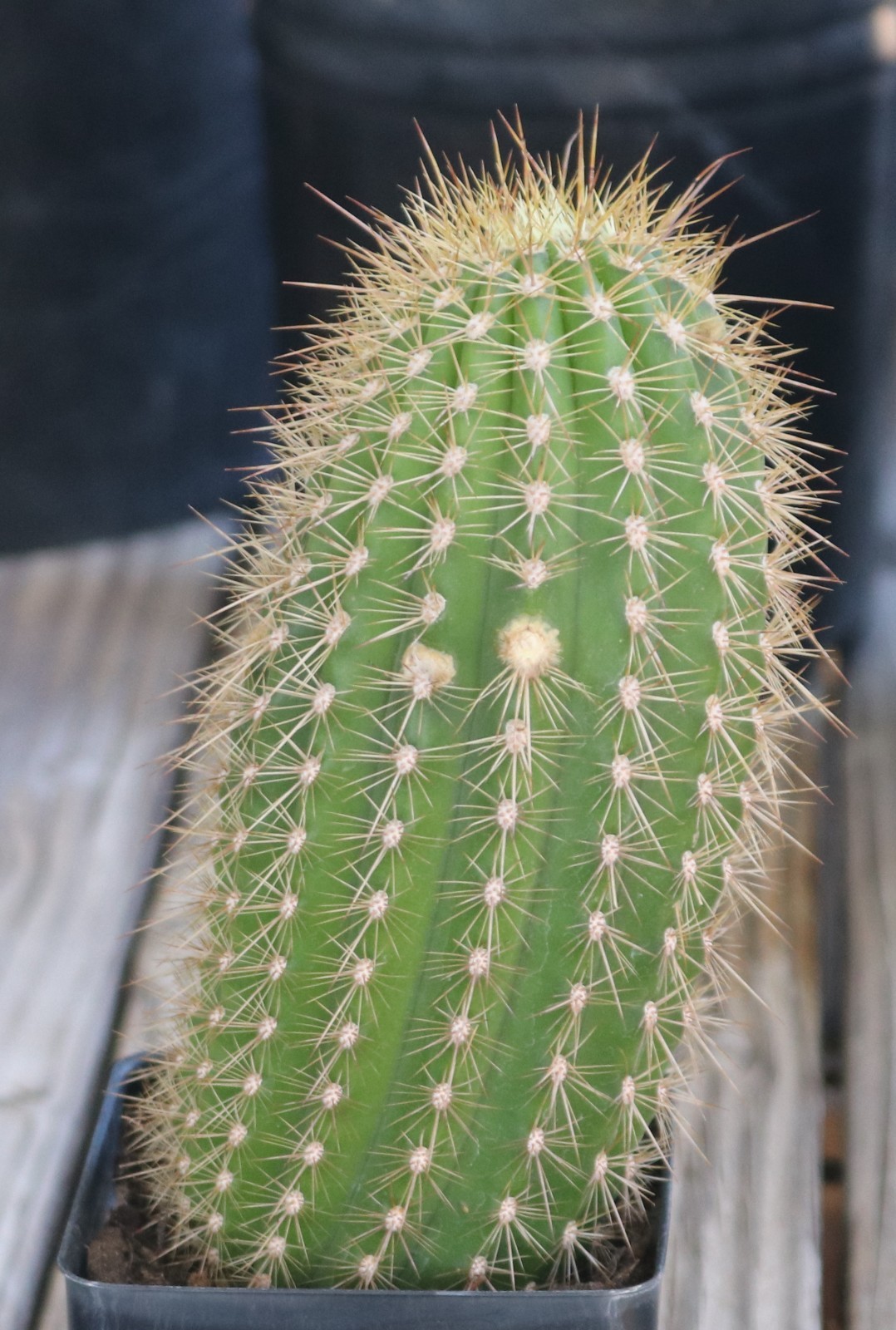 Tricho hybrid ‘Chris’