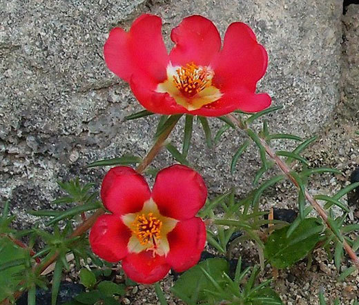 PURSLANE TOUCAN SCARLET SHADES Portulaca Oleracea – 50 Bulk Seeds