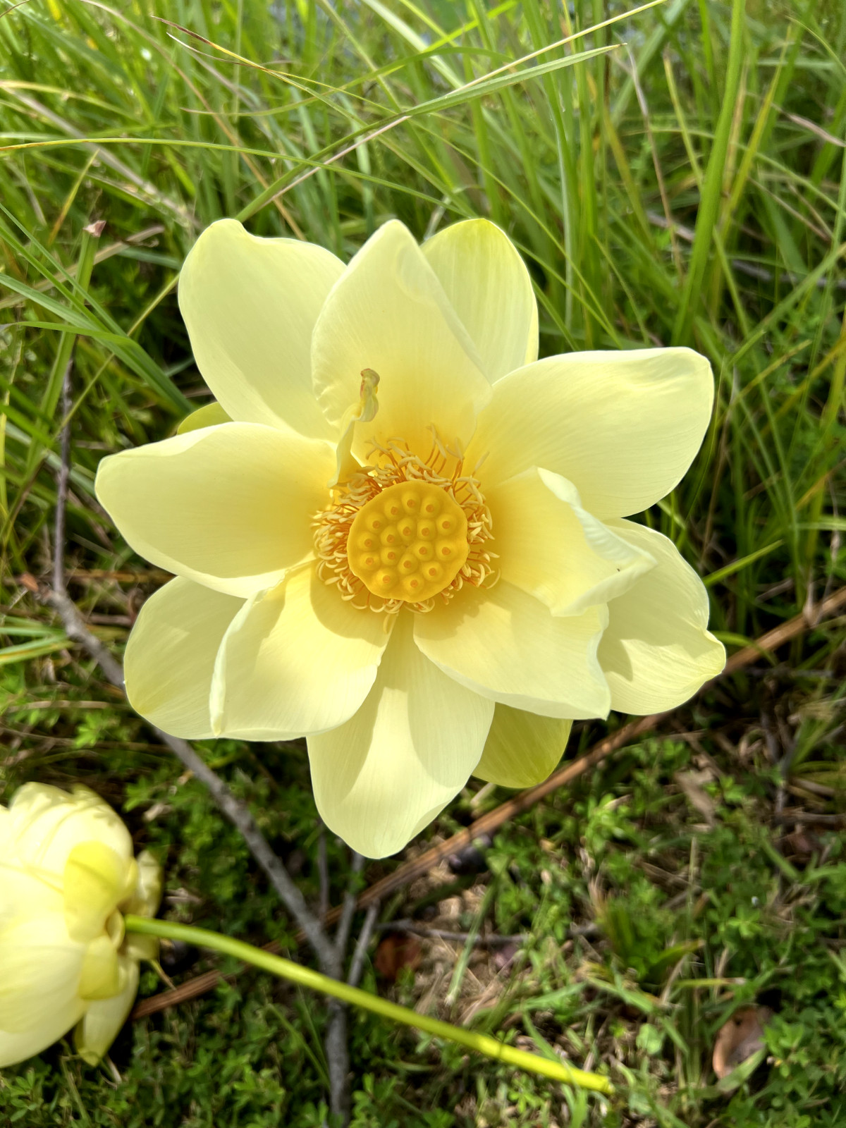 40 Seeds Yellow Lotus Flower Seeds American Water Lily for Pots or Pond