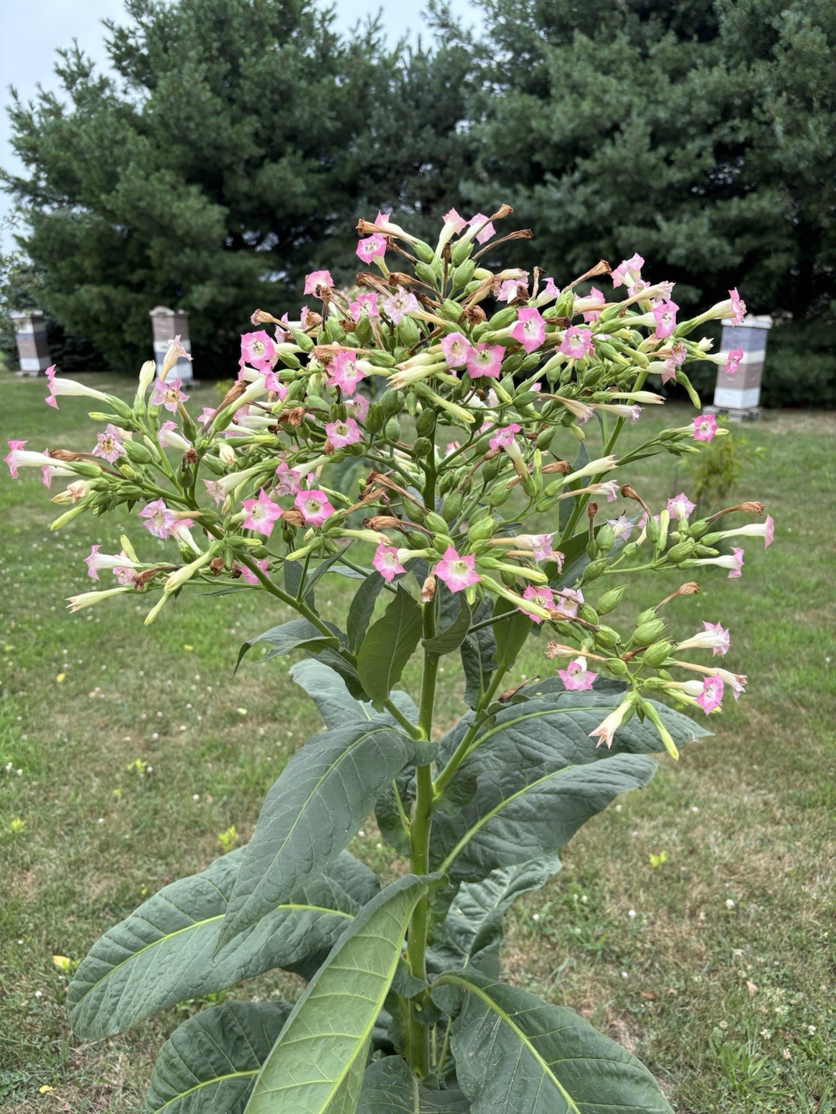Louisiana Perique Tobacco Seeds ~5K Non-GMO Free Ship No Track ~2 Weeks Arr Read
