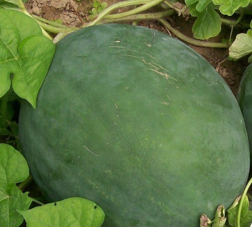 Watermelon Seed: Sugar Baby Watermelon Seeds Fresh Seed FREE Shipping