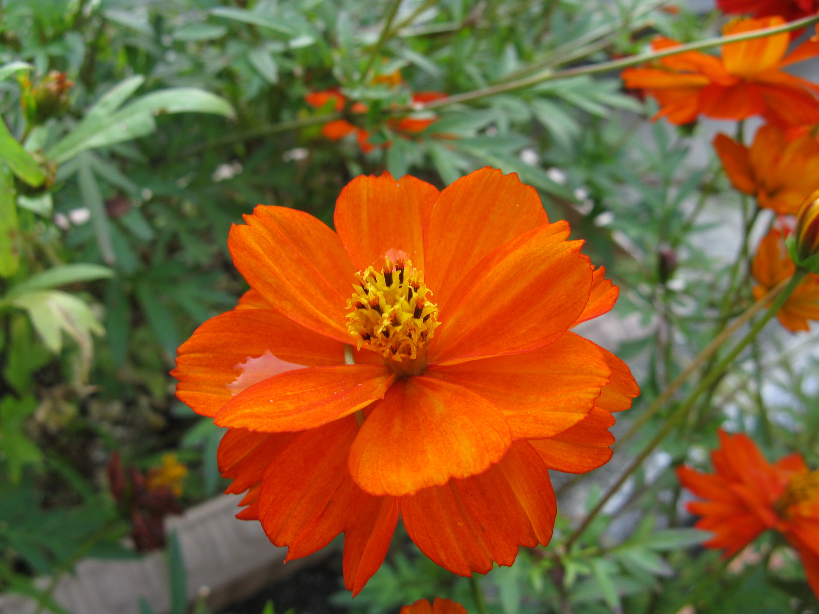 5,000 COSMOS SULPHUREUS Seeds (Red Sulphur Cosmos) BULK | Free shipping
