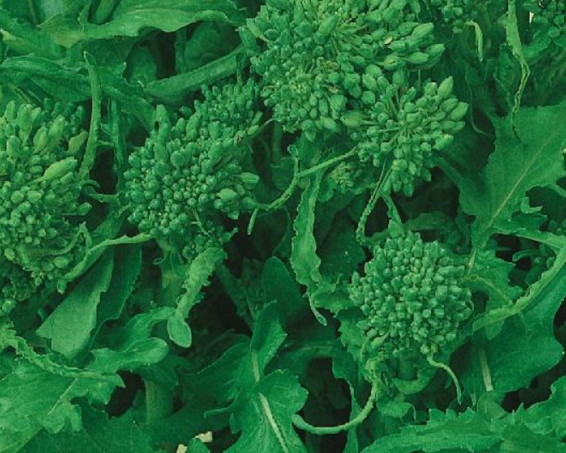 Rapini Broccoli EARLY FALL Broccoli Raab Italian Greens Healthy NonGMO 500 Seeds