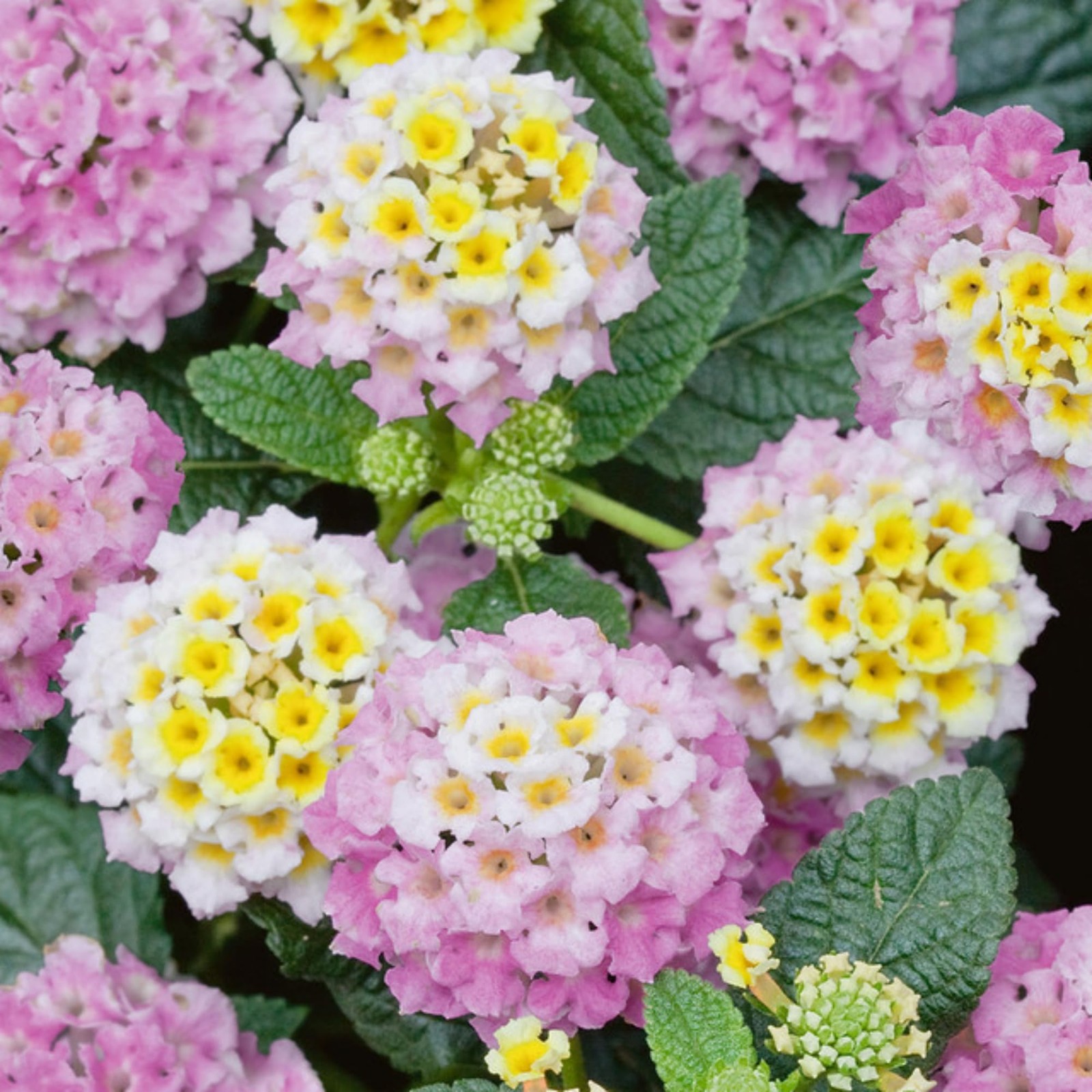 Lantana Flower Seeds for Planting – 300+ Mixed Color to Pink