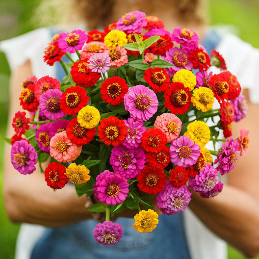 Zinnia LILLIPUT Mix elegans Mixed Colors Heirloom Pollinators Non-GMO 100 Seeds!