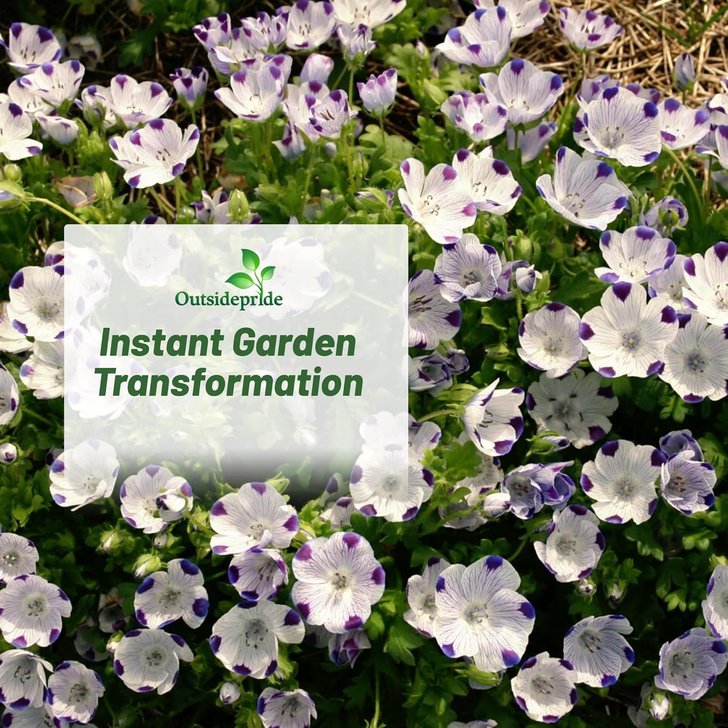 1 LB Five Spot Seeds – Nemophila Maculata Wildflower Seed