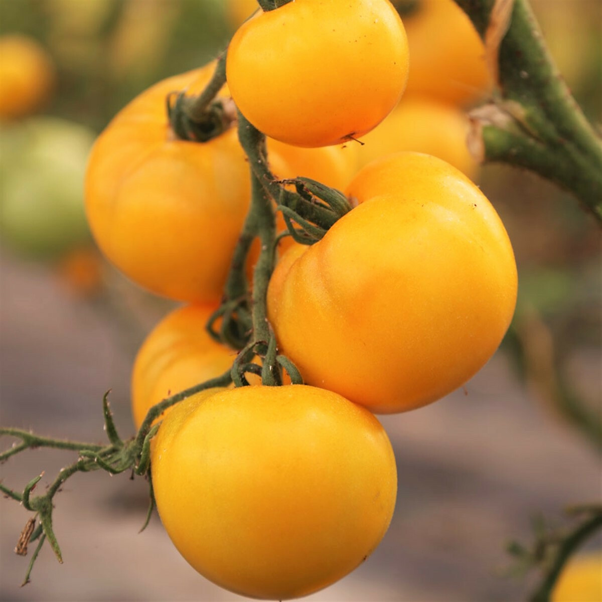 Golden Jubilee Tomato Seeds | Indeterminate Heirloom Yellow Tomatoes Seed 2024