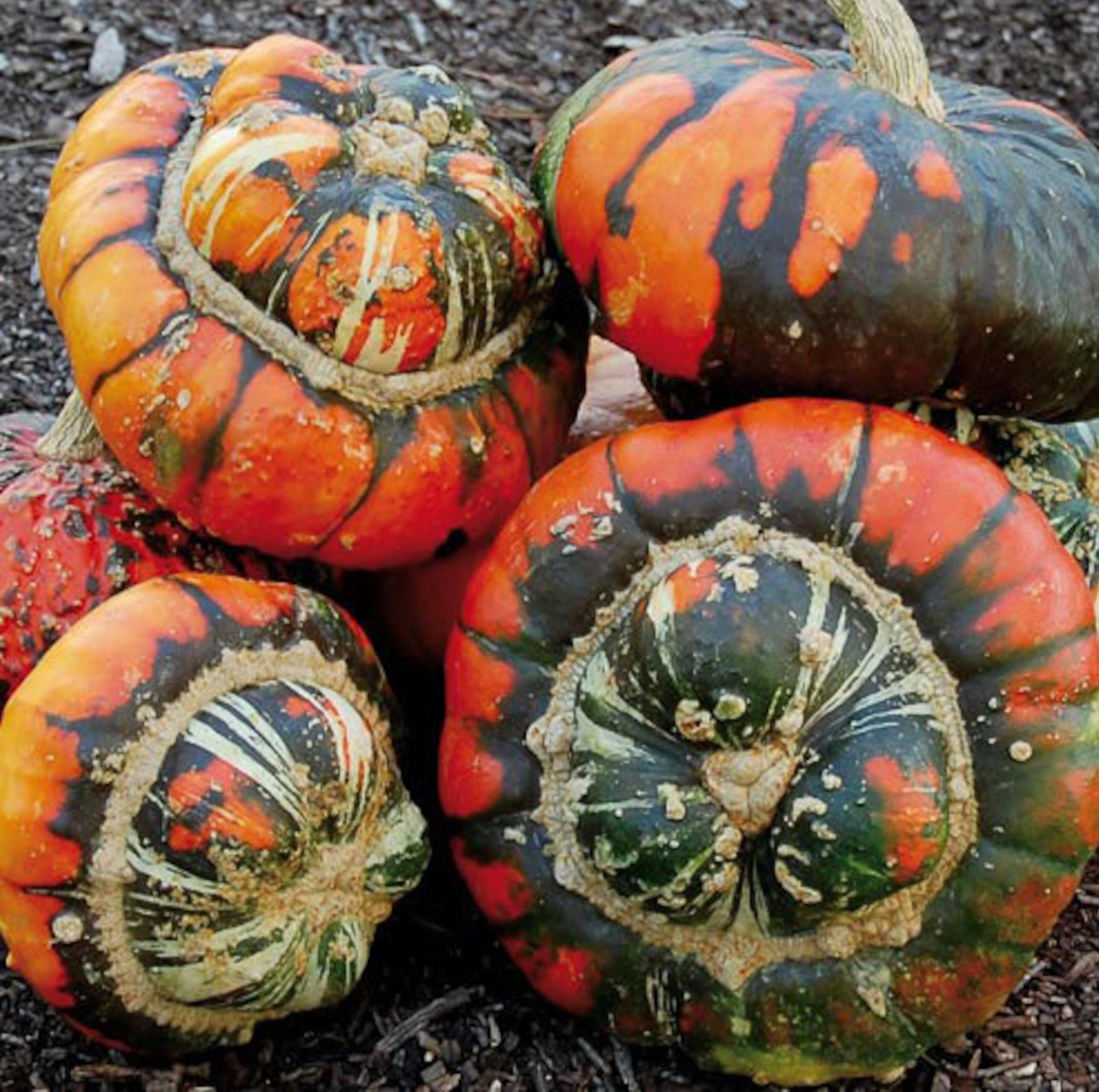 25 Turk’s Turban Pumpkin Gourd Seeds — Heirloom – Organic – NON GMO — RARE