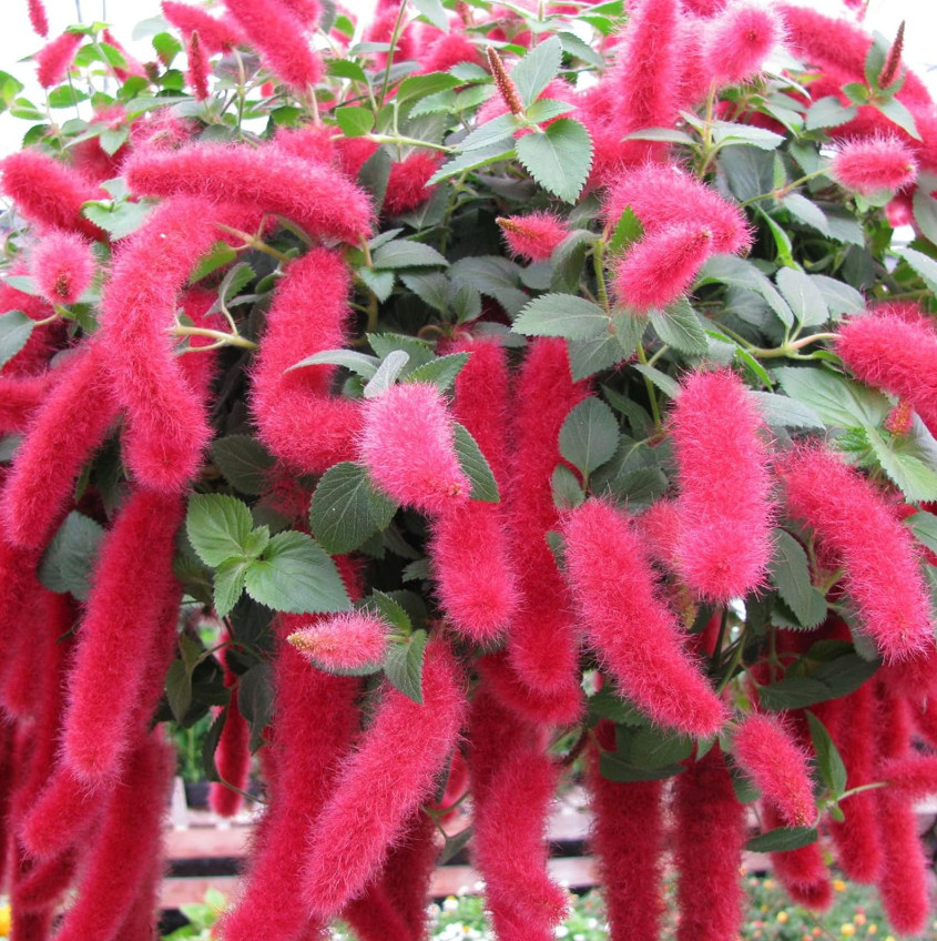Set 2 Chenille Firetail Plant – 3-6″ Tall – Tropical Ornamental Plant for Hangin