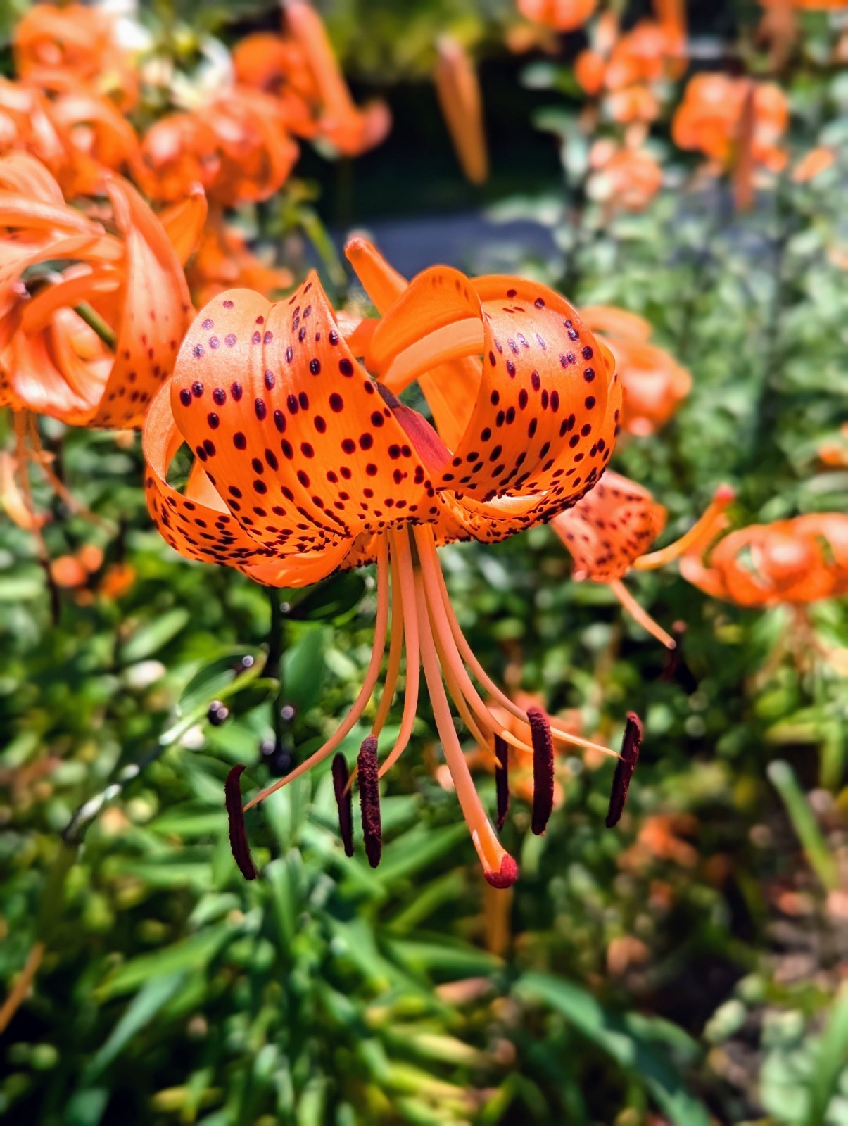 Orange Tiger Lilly Seeds-20 Seeds