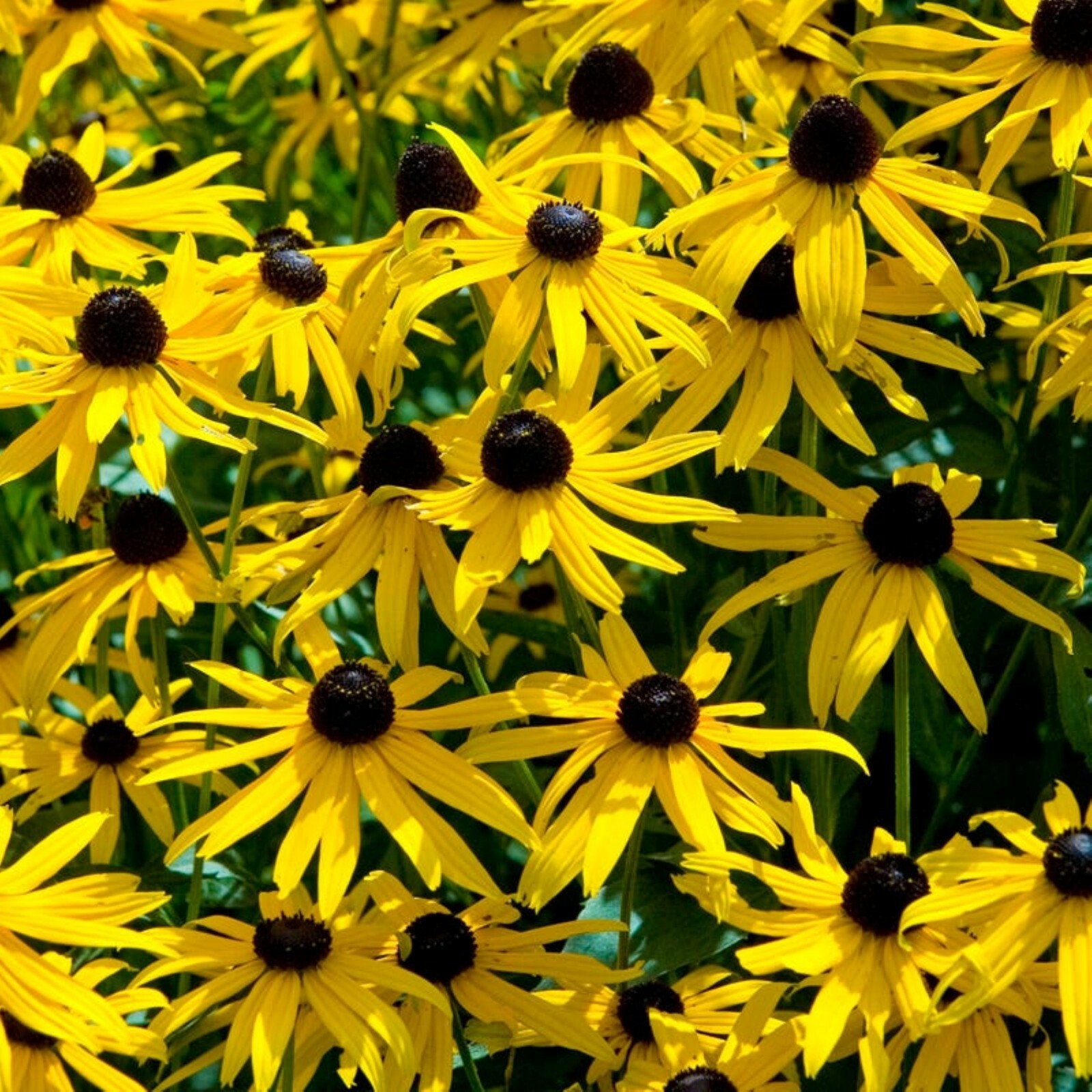 One Black Eyed Susan Rudbeckia Fulgida 1 year old dormant plant