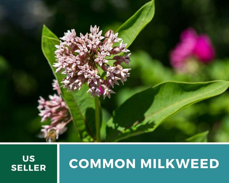 Milkweed, Common – 50 Seeds – Monarch Butterfly Plant – Sow Spring or Fall