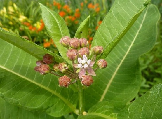 Common Milkweed 2000 seeds Asclepias syriaca native wildflower Monarchs