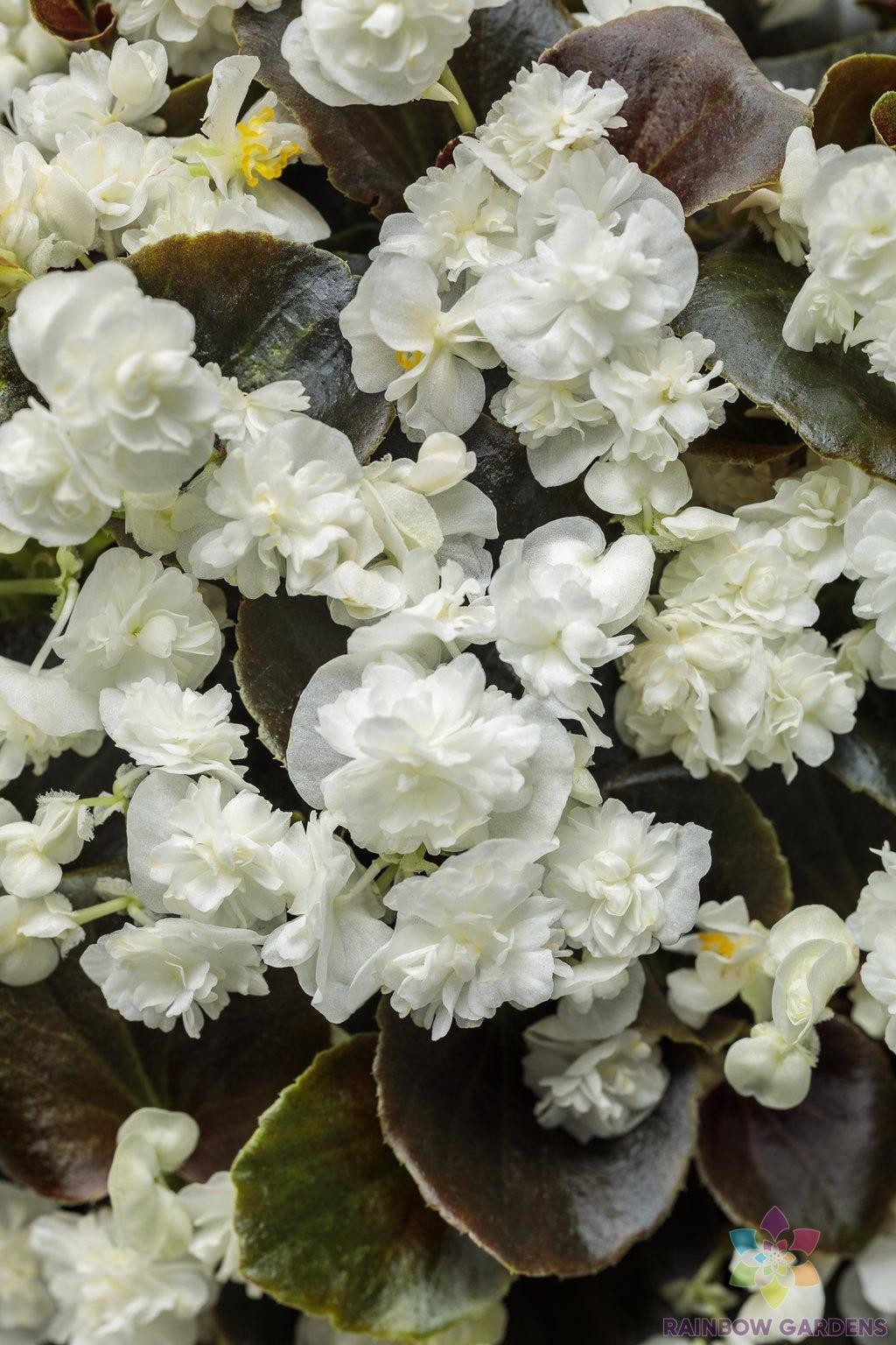 25+ Double Up White Begonia Seeds for Garden Planting – USA – FREE SHIPPING!