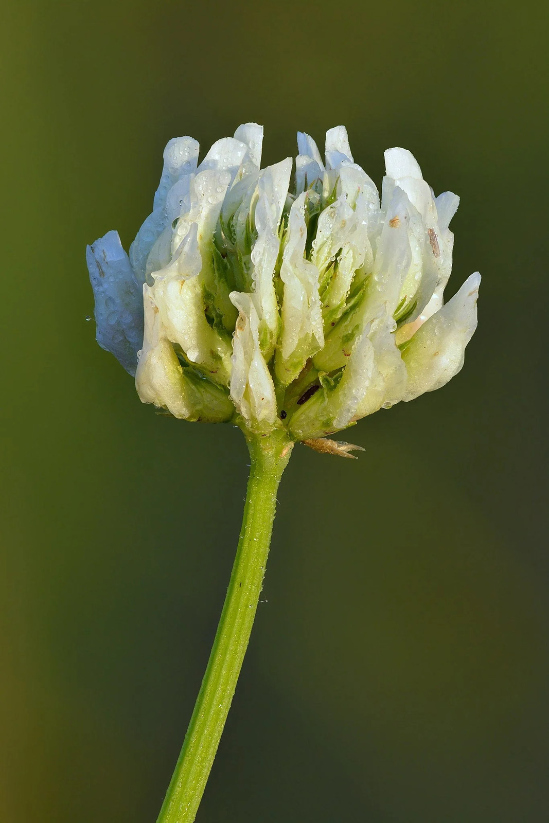 Dutch White Clover Seeds – For 2025 Planting Lush Lawn Cover Landscape Clovers