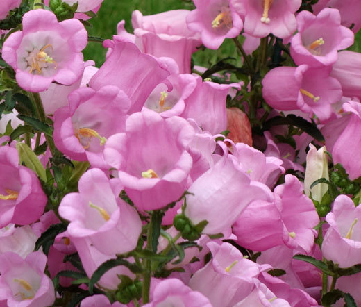 CANTERBURY BELLS PINK Campanula Medium – 500 Bulk Seeds