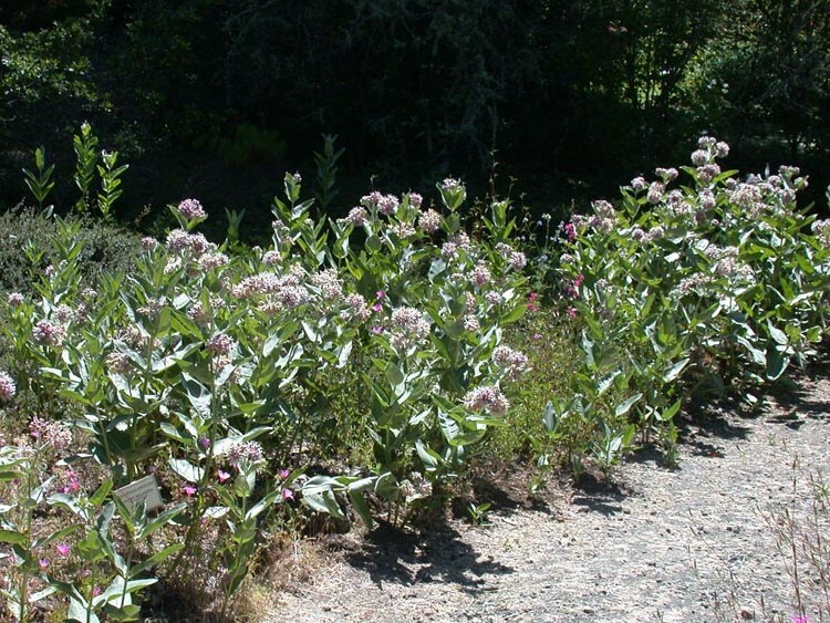 50+ Showy Milkweed Seed, FOOD FOR BUTTERFLIES AND HUMMINGBIRDS, Only Fresh Seeds