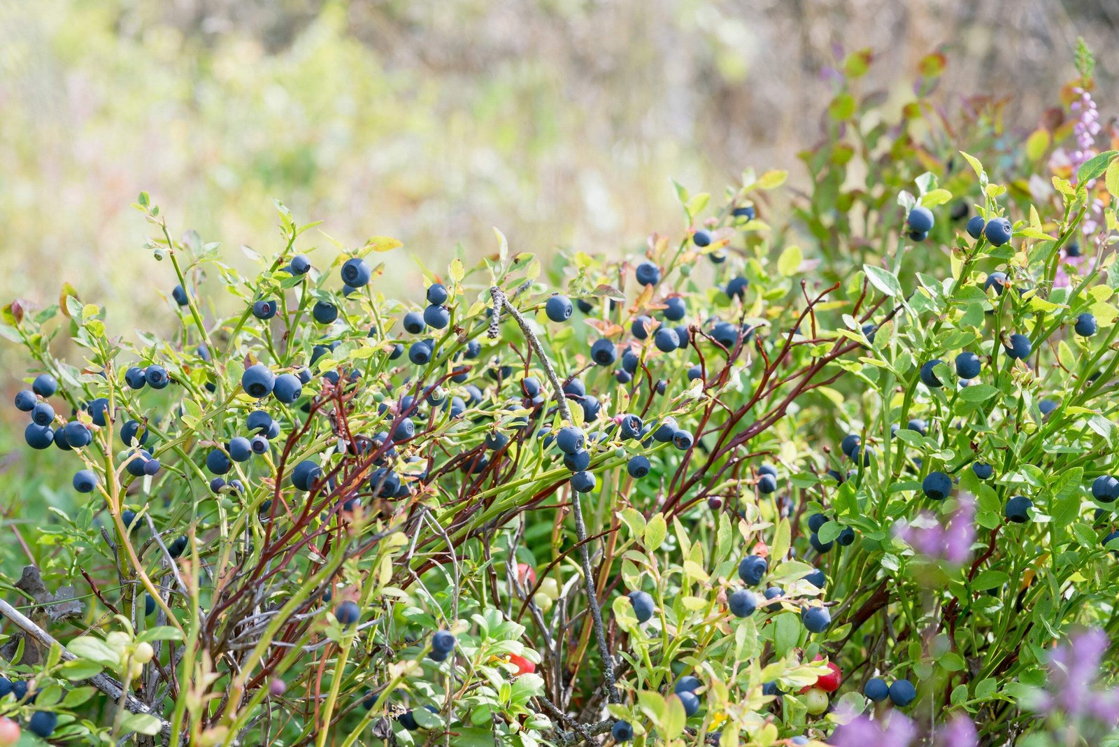 20 COMMON BILBERRY Fruit Shrub European Blueberry Vaccinium Myrtillus Seeds