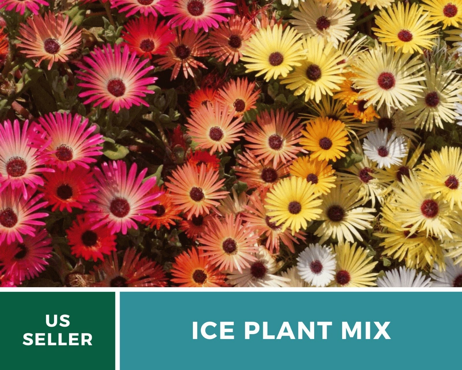 Ice Plant Mix – 200 Seeds – Stunning container, border or ground cover flowers