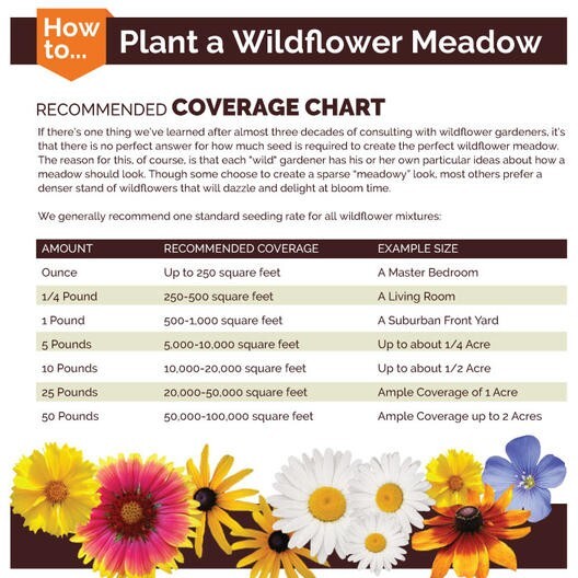 Coneflower DWARF RED Pollinators Meadow Wildflower Non-GMO Perennial 500 Seeds